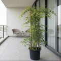 Jasminum Nitidum Tall 160cm - 170cm