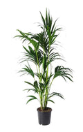 Kentia Palm Holland 100cm-120cm  | indoor plant | Best Online Plant Shop | PlantMartUAE.com Howea forsteriana, Kentia Palm or Thatch Palm