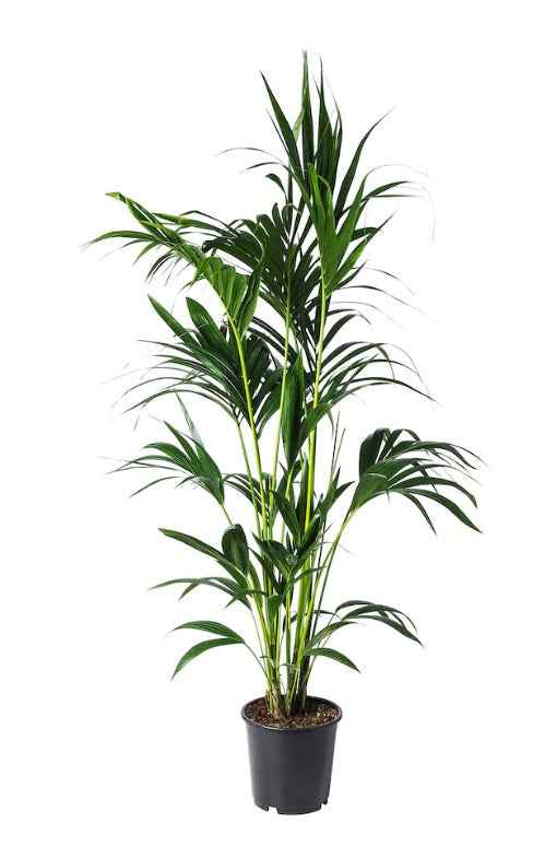 Kentia Palm Holland 100cm-120cm  | indoor plant | Best Online Plant Shop | PlantMartUAE.com Howea forsteriana, Kentia Palm or Thatch Palm