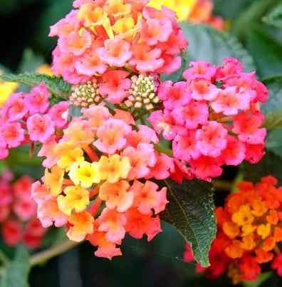 Lantana Mix Color 40cm - 50cm