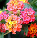 Lantana Mix Color 40cm - 50cm