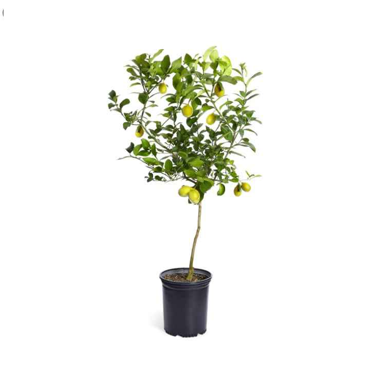 Potted Lemon 1.0mtr in CERAMIC pot