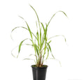Lemon Grass 30cm - 40cm