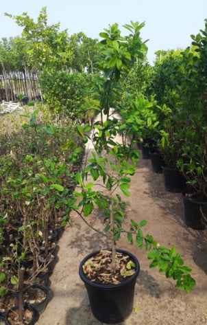 Lime 1.0m - 1.5m Ht