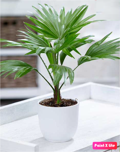 Livistonia Rotundifolia | Footstool Palm 25cm-30cm