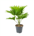 Livistonia Rotundifolia | Footstool Palm 25cm-30cm