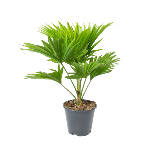 Livistonia Rotundifolia | Footstool Palm 25cm-30cm