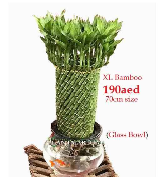 Lucky Bamboo Indoor Plant Twisted 60cm-70cm in Glass Fish Bowl - الخيزران محظوظا Indoor Bamboo Plants