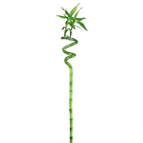 Lucky Bamboo Single Stick (S/M/L) | indoor plant | Best Online Plants | PlantmartUAE.com