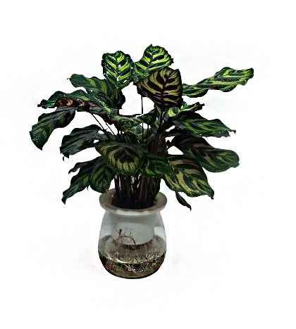 Makoyana Self watering 30-40cm | indoor plant | Best Online Plants | PlantmartUAE.com