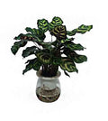 Makoyana Self watering 30-40cm | indoor plant | Best Online Plants | PlantmartUAE.com