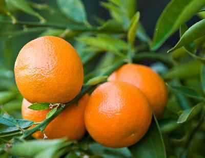 Mandarin Reticulata Tree Spain 120cm - 150cm