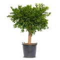 Mandarin Reticulata Tree Spain 120cm - 150cm