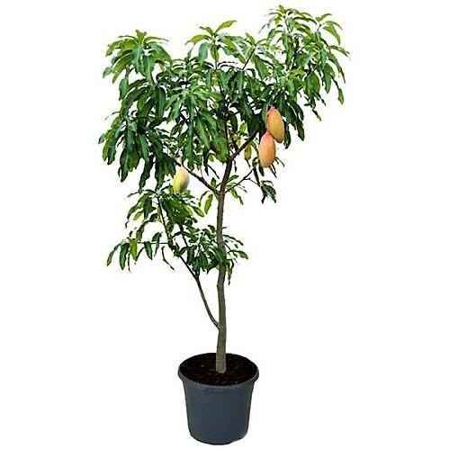 Mango china 2.1Mtr