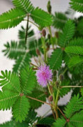 Mimosa Pudica -Touch me not 40cm - 50cm