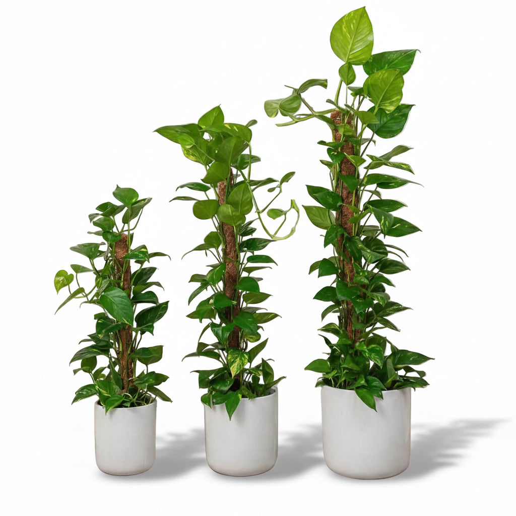 Money Plant HOLLAND - Epipremnum Aureum Moss Stick | Indoor Plant | Best Online Plants at PlantMartUAE.com