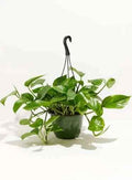Money Plant Hanging Indoor Plant - 30cm Pothos for Your Home