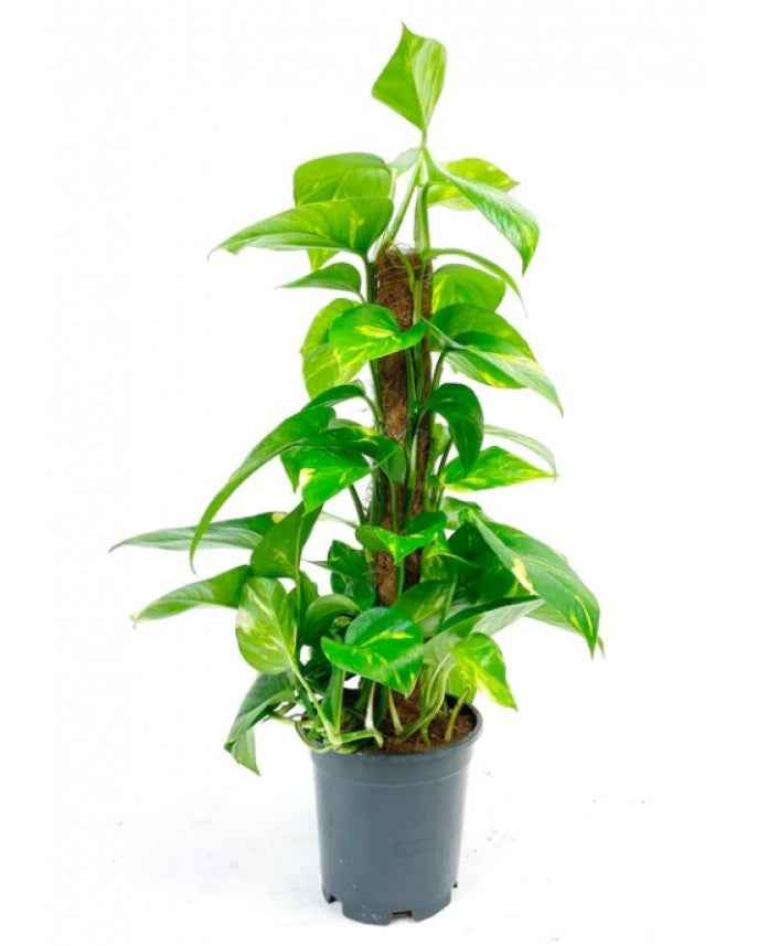 Money Plant HOLLAND - Epipremnum Aureum Moss Stick | Indoor Plant | Best Online Plants at PlantMartUAE.com