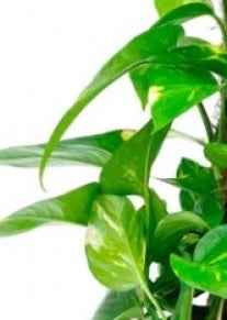 Money Plant HOLLAND - Epipremnum Aureum Moss Stick | Indoor Plant | Best Online Plants at PlantMartUAE.com