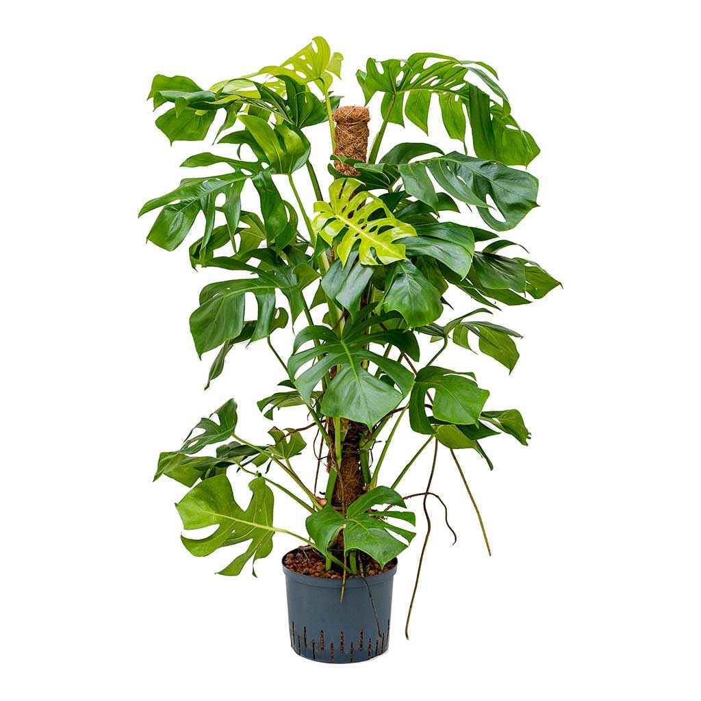 Monstera Deliciosa / Swiss cheese Plant  Ceriman, Swiss Cheese Plant, Monstera, Mexican Breadfruit, Delicious Monster, Split-leaf philodendron