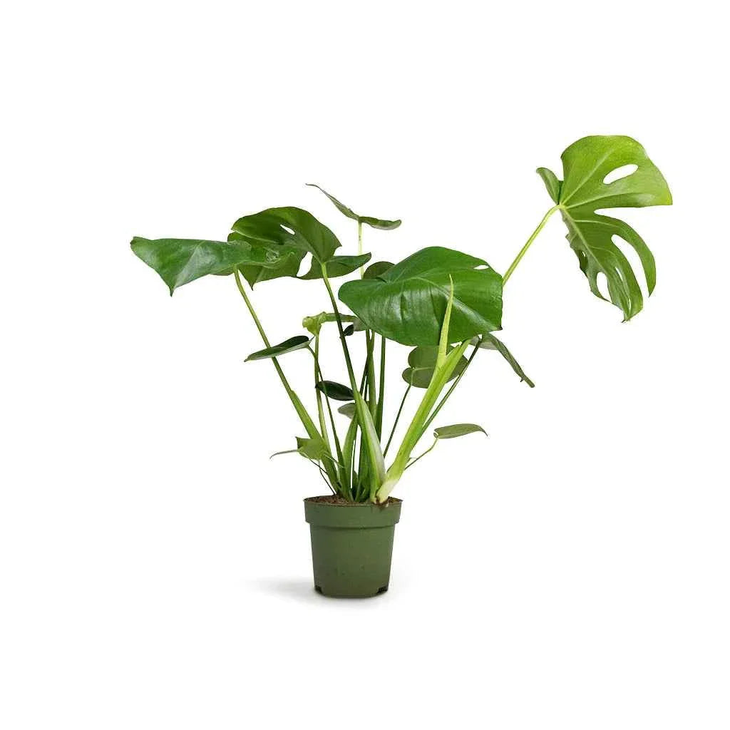 Monstera Deliciosa / Swiss cheese Plant  Ceriman, Swiss Cheese Plant, Monstera, Mexican Breadfruit, Delicious Monster, Split-leaf philodendron