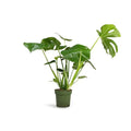 Monstera Deliciosa / Swiss cheese Plant  Ceriman, Swiss Cheese Plant, Monstera, Mexican Breadfruit, Delicious Monster, Split-leaf philodendron