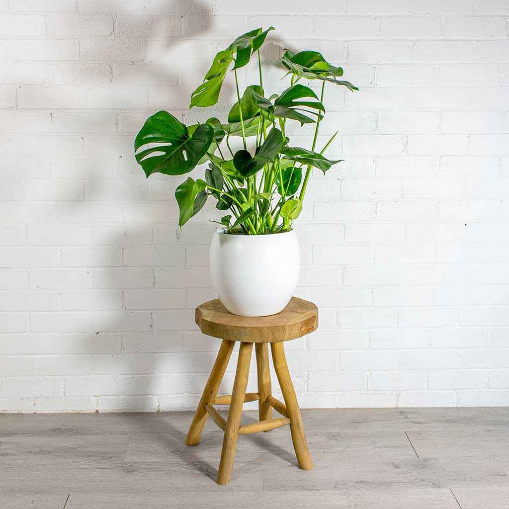 Monstera Deliciosa / Swiss cheese Plant  Ceriman, Swiss Cheese Plant, Monstera, Mexican Breadfruit, Delicious Monster, Split-leaf philodendron