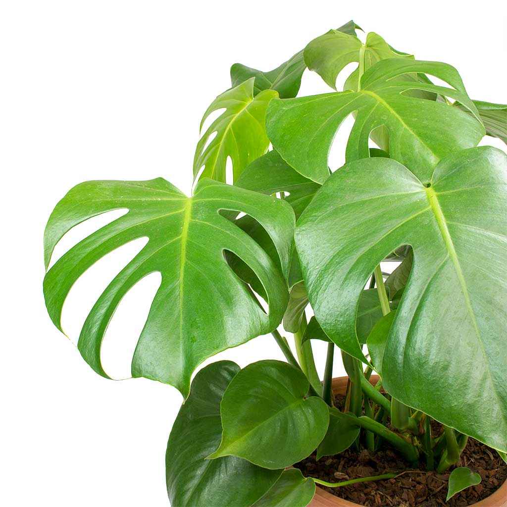 Monstera Deliciosa / Swiss cheese Plant  Ceriman, Swiss Cheese Plant, Monstera, Mexican Breadfruit, Delicious Monster, Split-leaf philodendron