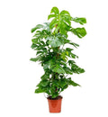 Monstera Pertusum 100cm-120cm | indoor plant | Best Online Plant Shop | PlantMartUAE.com  Ceriman, Swiss Cheese Plant, Monstera, Mexican Breadfruit, Delicious Monster, Split-leaf philodendron