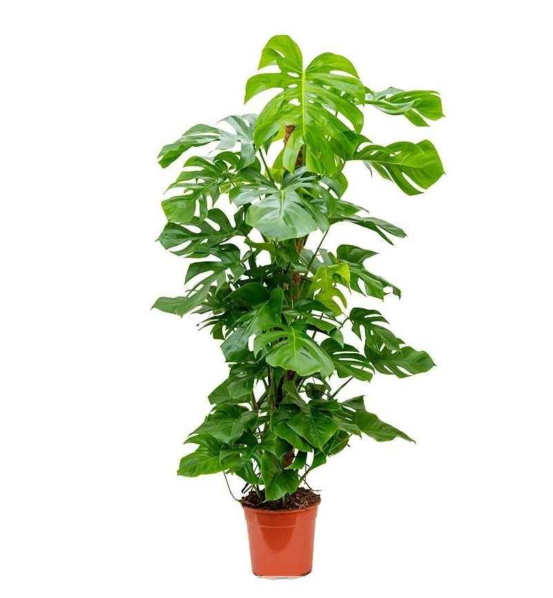 Monstera Pertusum 100cm-120cm | indoor plant | Best Online Plant Shop | PlantMartUAE.com  Ceriman, Swiss Cheese Plant, Monstera, Mexican Breadfruit, Delicious Monster, Split-leaf philodendron