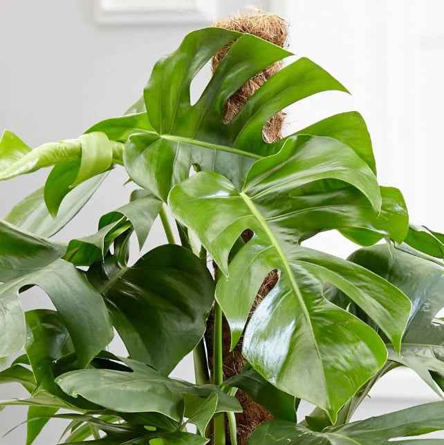 Monstera Pertusum 100cm-120cm | indoor plant | Best Online Plant Shop | PlantMartUAE.com  Ceriman, Swiss Cheese Plant, Monstera, Mexican Breadfruit, Delicious Monster, Split-leaf philodendron