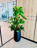 Monstera Deliciosa 160cm-170cm in Ceramic Pot | Indoor Plant | Best Online Plant shop | PlantMartAE.com Ceriman, Swiss Cheese Plant, Monstera, Mexican Breadfruit, Delicious Monster, Split-leaf philodendron
