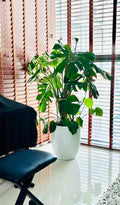 Monstera HOLLAND XL 1.5mtr - Ceriman, Swiss Cheese Plant, Monstera, Mexican Breadfruit, Delicious Monster, Split-leaf philodendron