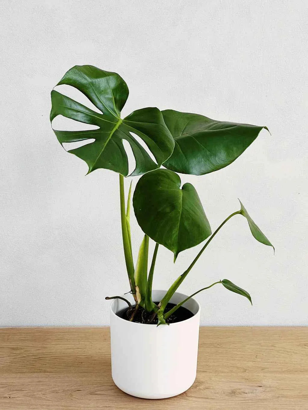 Potted Monstera Deliciosa (Swiss Cheese Plant) 60cm-70cm in Ceramic Pot | Split-leaf Philodendron | Mexican Breadfruit | Ceriman | Indoor House Plant