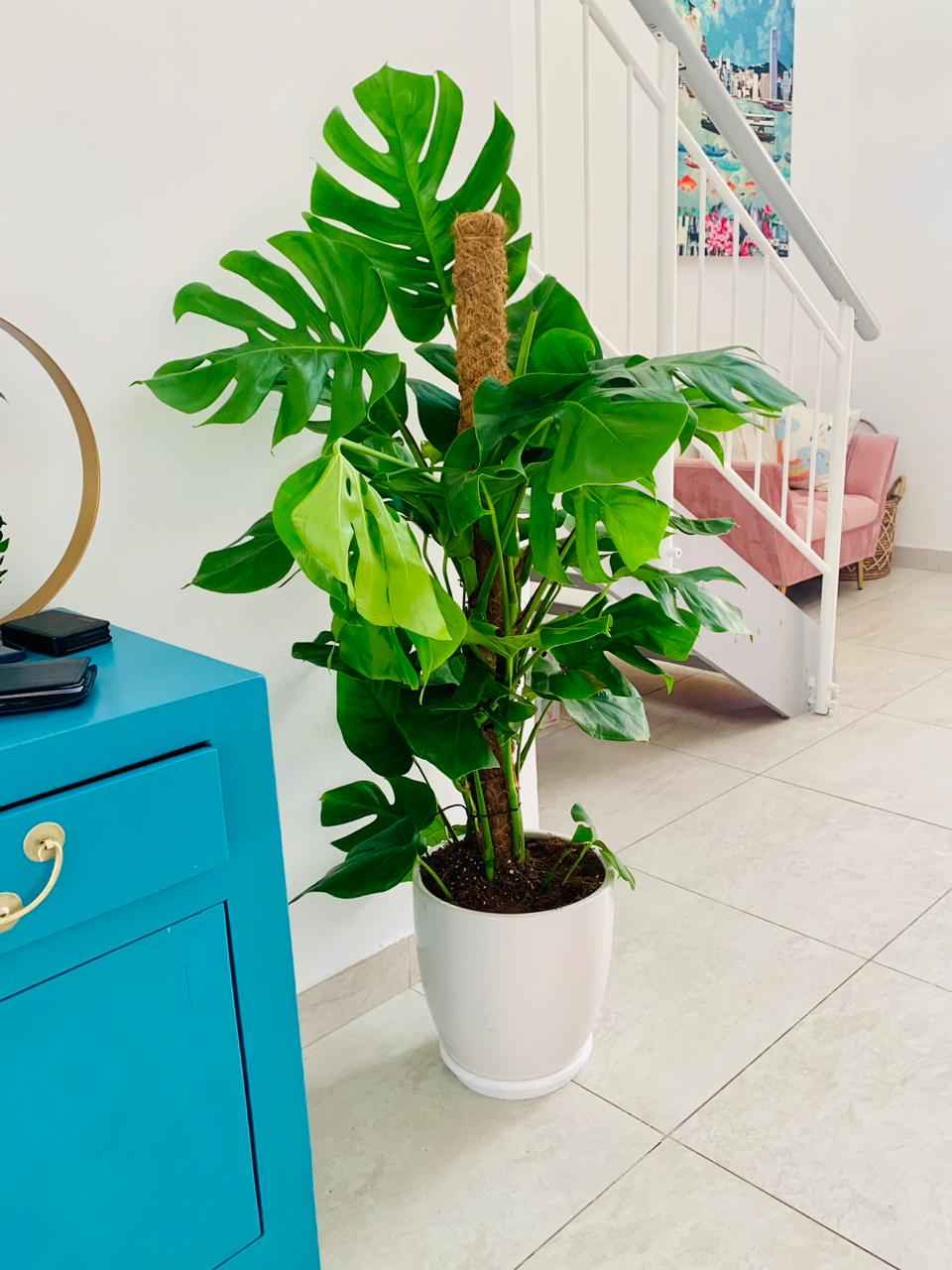 POTTED Monstera XL 1.5mtr in Ceramic Pot | Ceriman | Swiss Cheese Plant | Monstera | Mexican Breadfruit | Delicious Monster | Split-leaf philodendron