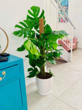 POTTED Monstera XL 1.5mtr in Ceramic Pot | Ceriman | Swiss Cheese Plant | Monstera | Mexican Breadfruit | Delicious Monster | Split-leaf philodendron
