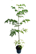 Moringa / Moringa Oleifera / Drumstick outdoor plant - PlantmartAE