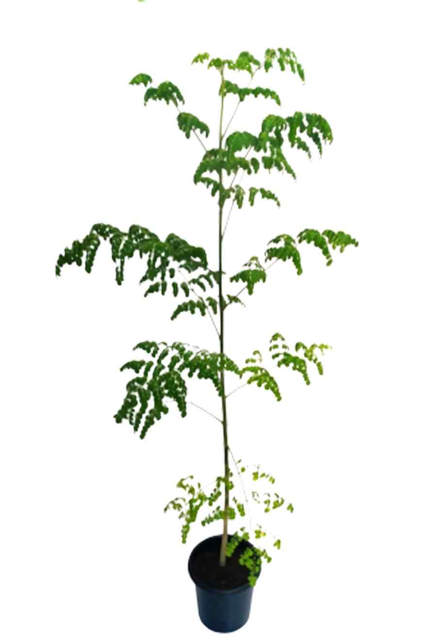 Moringa / Moringa Oleifera / Drumstick outdoor plant - PlantmartAE