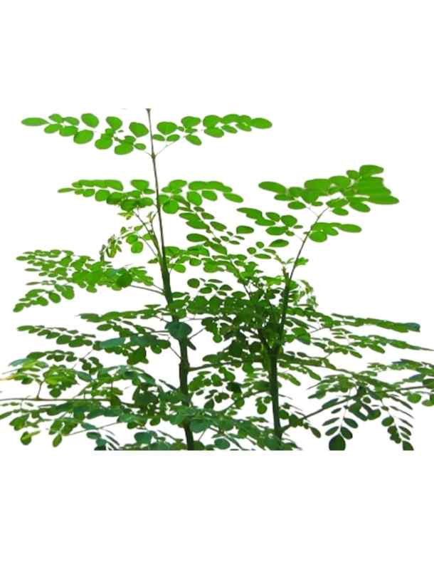 Moringa / Moringa Oleifera / Drumstick outdoor plant - PlantmartAE