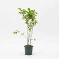 Mulberry Tree 60cm - 80cm