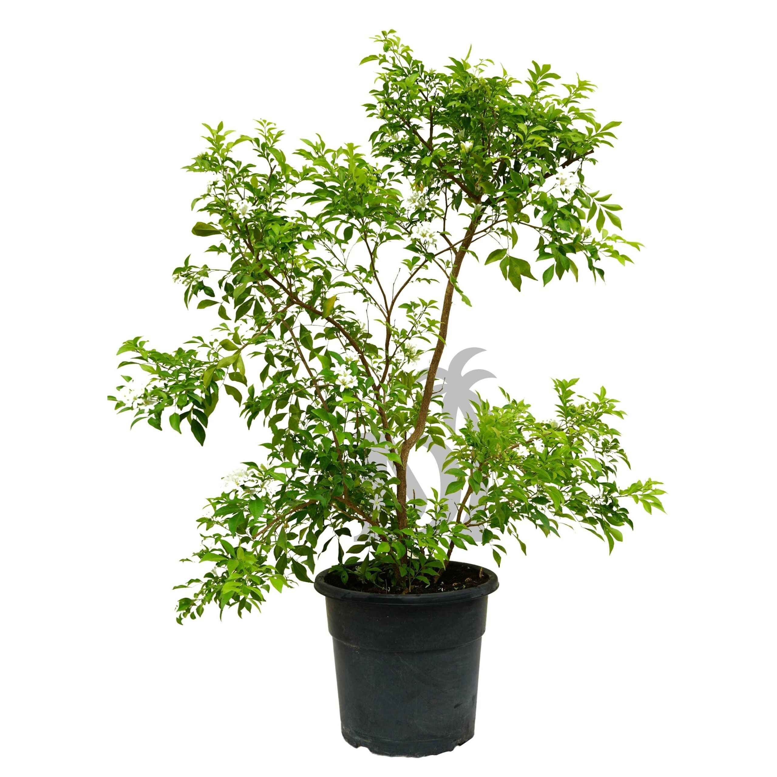 Murraya Paniculata