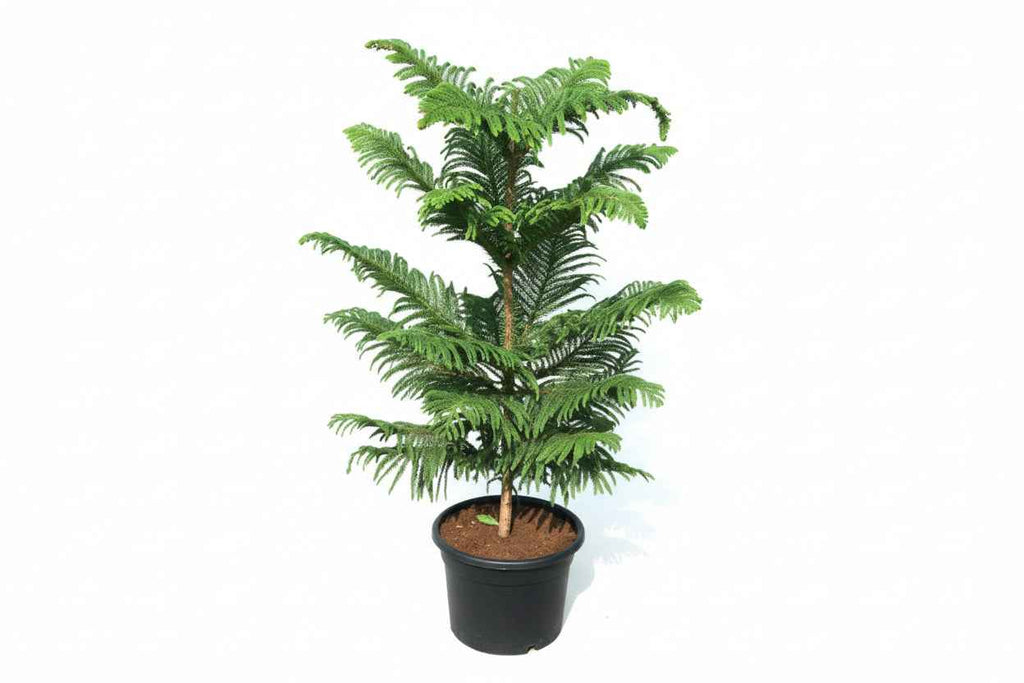 Araucaria Heterophylla (Norfolk Island Pine) 100cm to 120 cm