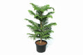 Araucaria Heterophylla (Norfolk Island Pine) 100cm to 120 cm