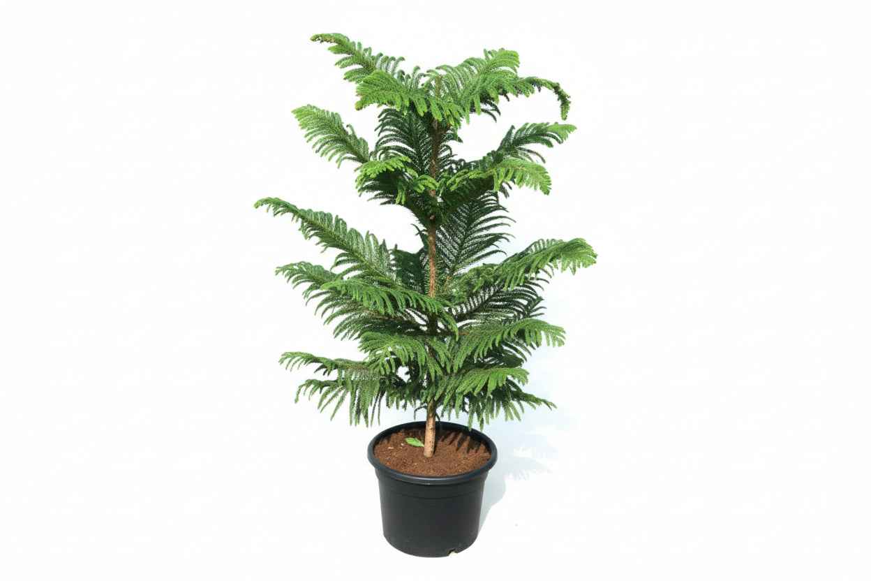 Araucaria Heterophylla (Norfolk Island Pine) 100cm to 120 cm