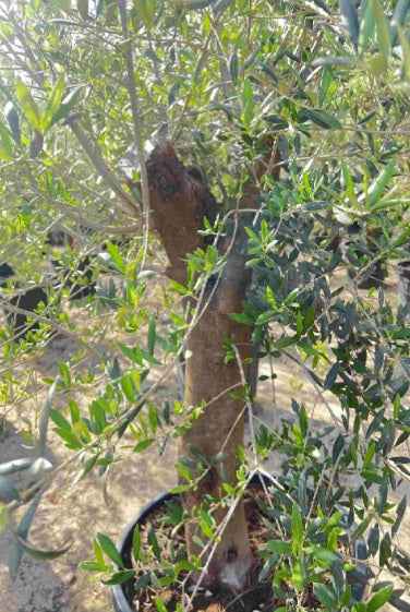 Olea Europa 'Olive Tree' Thick Trunk 1.8Mtr - 2Mtr