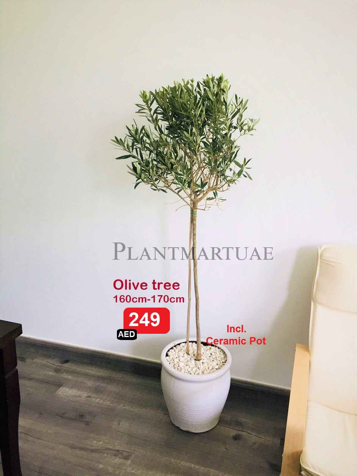 Olive Tree Indoor Plant Potted 160cm-170cm in Ceramic Pot - Perfect for Indoor Decor