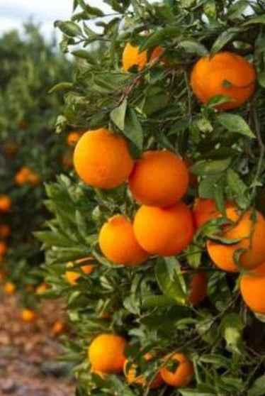 Orange Tree 1.8Mtr - 2Mtr
