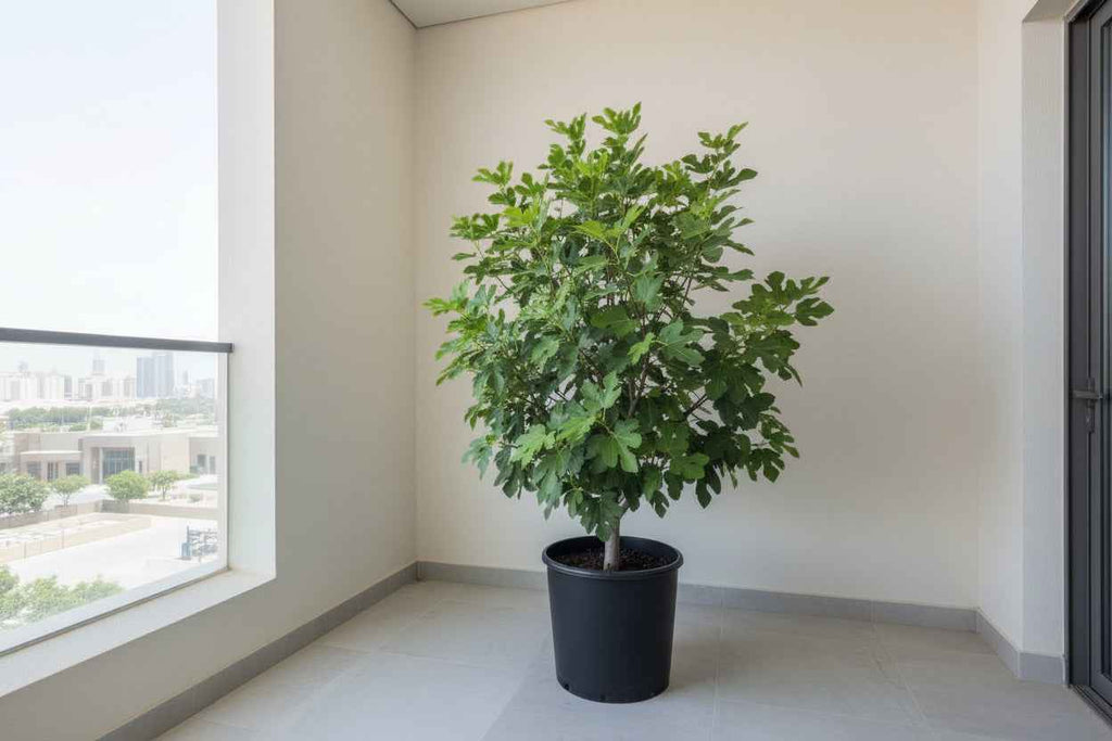 Orange Tree 1.8Mtr - 2Mtr