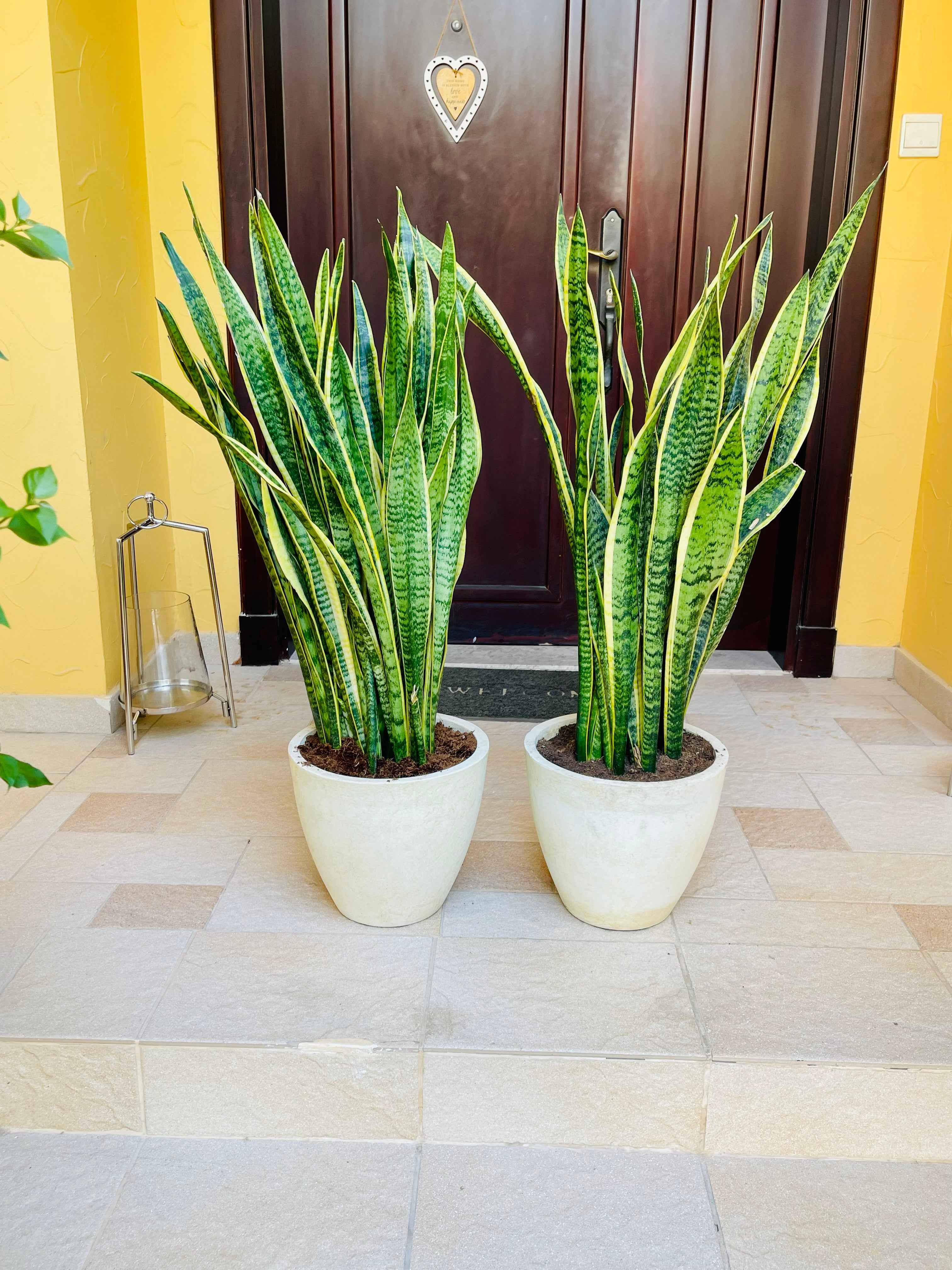 POTTED 2pcs Snake Plant Large in FiberPot | 1 mtr