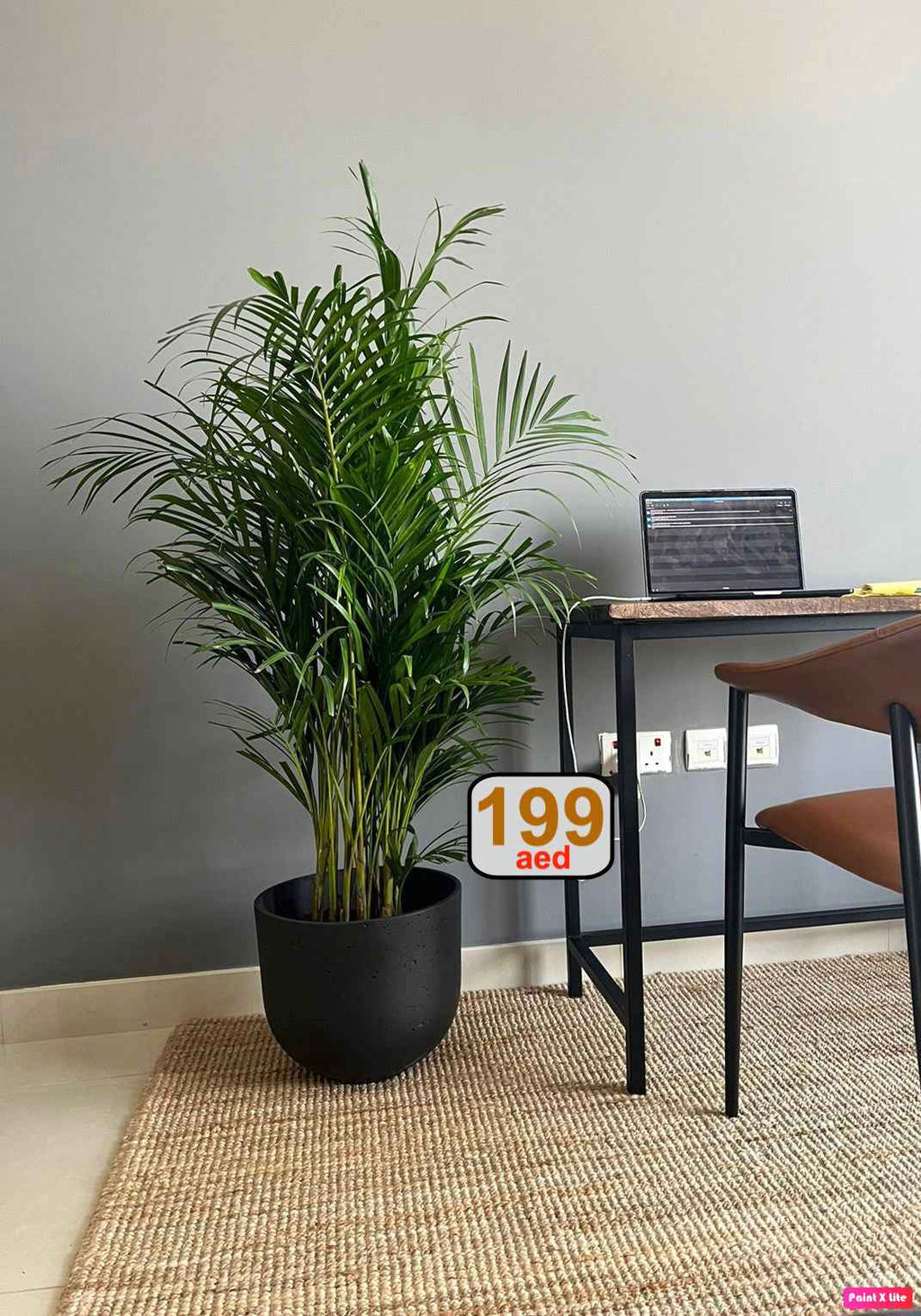 POTTED Areca Palm in FiberClay Pot (150cm-160cm)